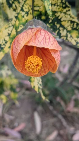 Flor anaranjada en forma de campana. La identificación más precisa sigue sin confirmarse.
