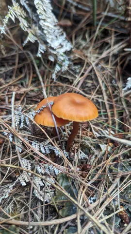 Hongo anaranjado sobre madera con líquenes. La identificación más precisa sigue sin confirmarse.