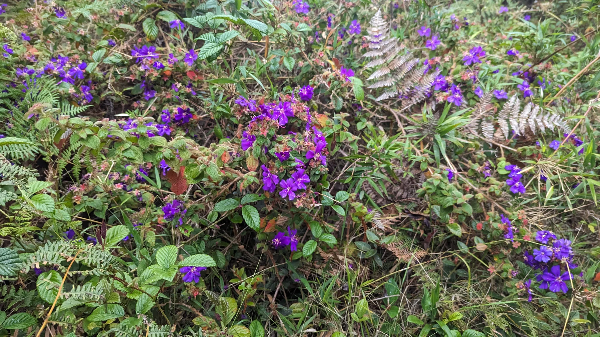 Flores moradas de Chaetogastra.