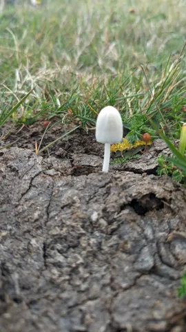 Hongo blanco en suelo descubierto. La identificación más precisa sigue sin confirmarse.