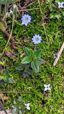 Pequeñas flores azul claro de Gentiana sedifolia se abren entre vegetación baja, con marcas oscuras en sus lóbulos.