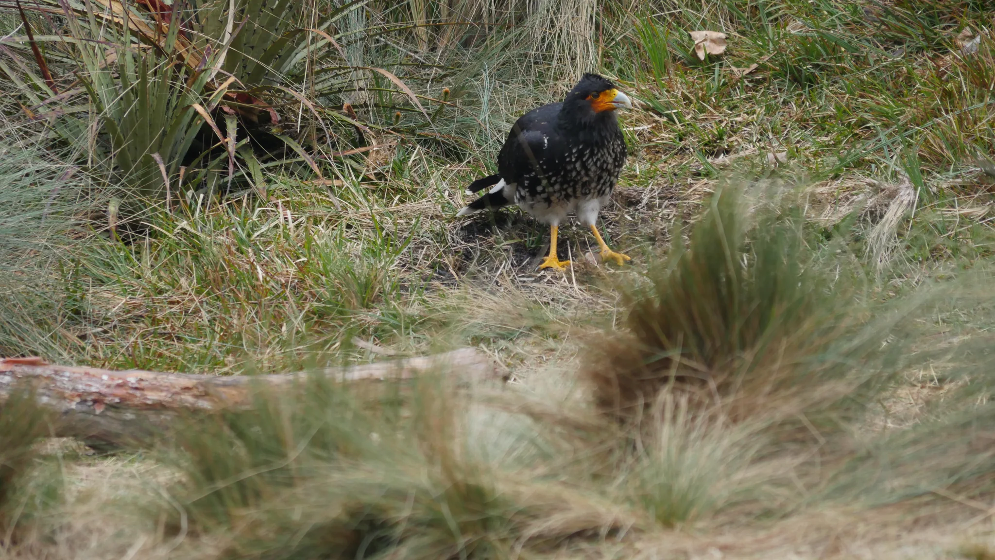 Un caracara entre el pajonal