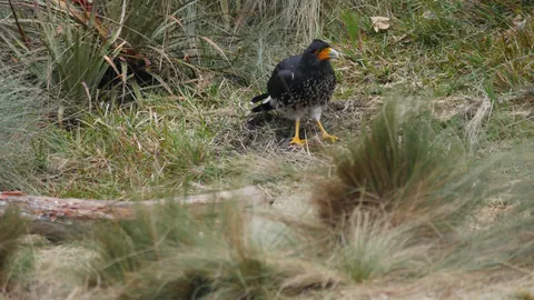 Un caracara entre el pajonal