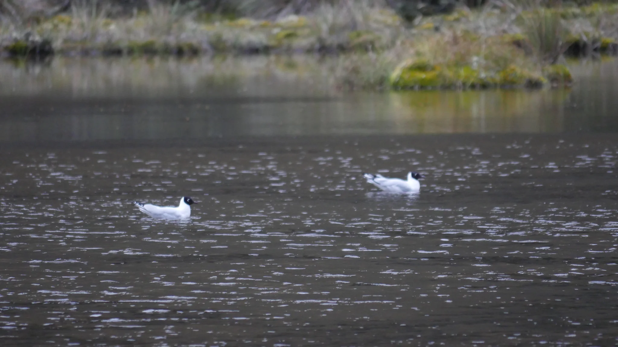 Dos aves blancas en aguas tranquilas. La identificación más precisa sigue sin confirmarse.