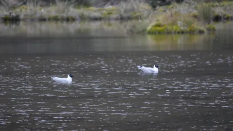 Dos aves blancas en aguas tranquilas. La identificación más precisa sigue sin confirmarse.