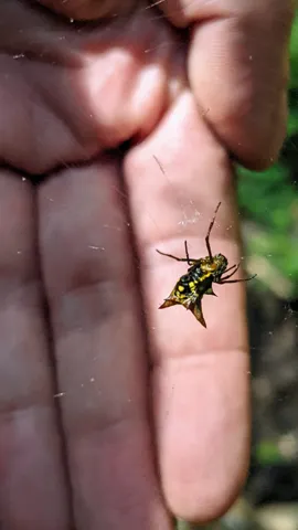 Insecto rayado sobre los dedos. La identificación más precisa sigue sin confirmarse.