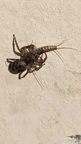 Araña e insecto alado en una pared. La identificación más precisa sigue sin confirmarse.