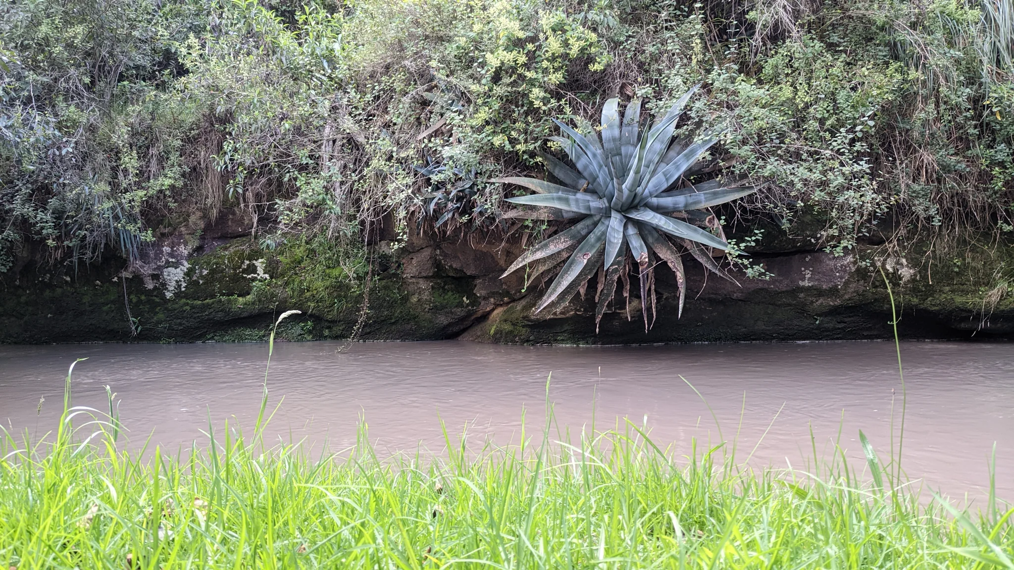 Una gran roseta azul verdosa de Agave crece en una orilla rocosa sobre agua marrón, rodeada de arbustos densos.