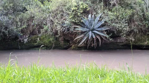Una gran roseta azul verdosa de Agave crece en una orilla rocosa sobre agua marrón, rodeada de arbustos densos.