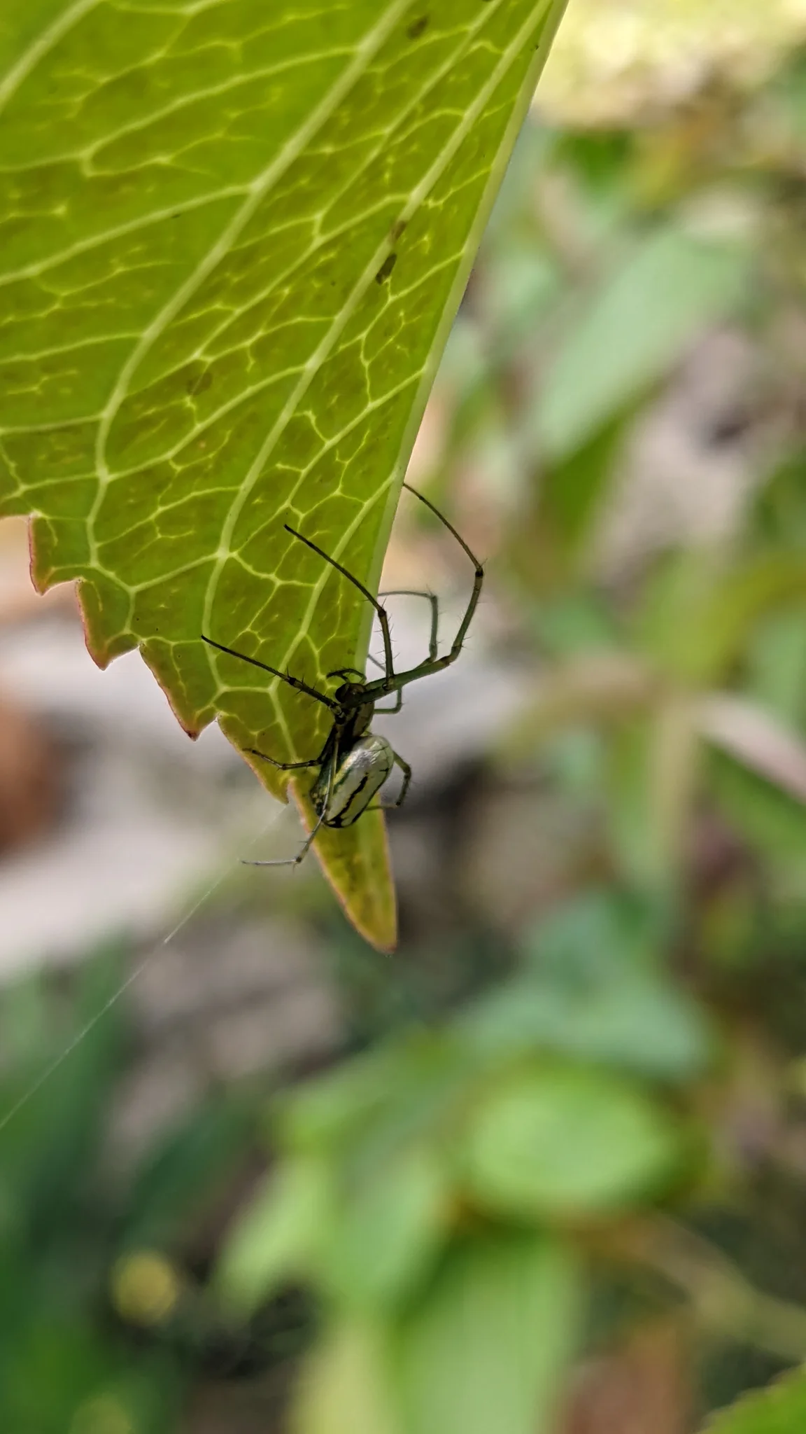 Insecto colgando bajo una hoja. La identificación más precisa sigue sin confirmarse.
