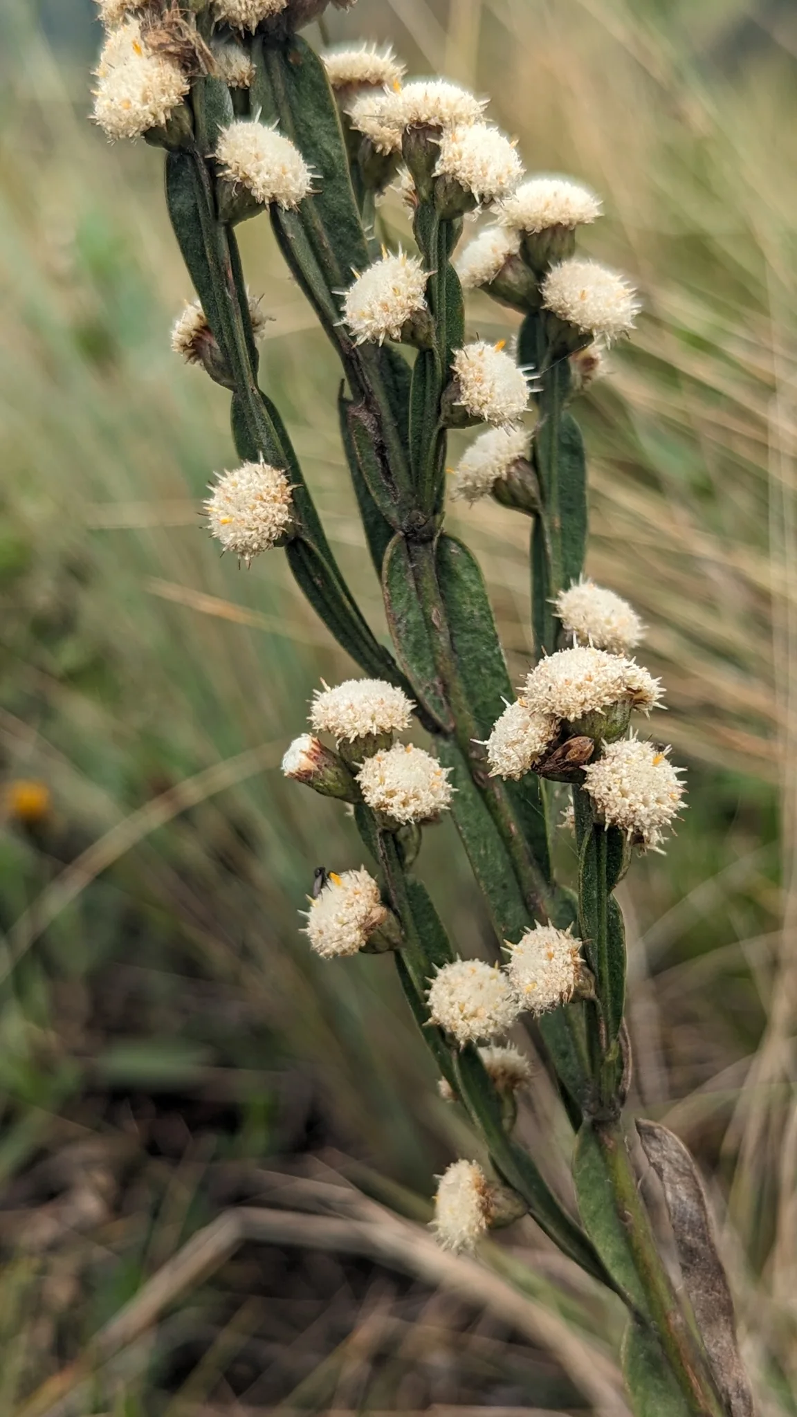 Pequeñas cabezuelas blancas de Baccharis genistelloides crecen a lo largo de segmentos verdes, aplanados y alados del tallo.