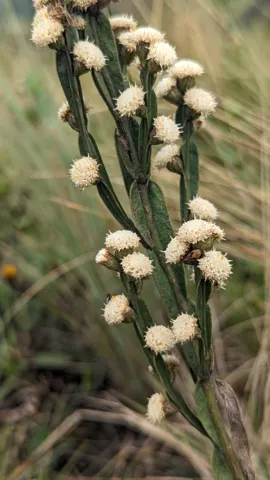 Pequeñas cabezuelas blancas de Baccharis genistelloides crecen a lo largo de segmentos verdes, aplanados y alados del tallo.
