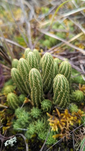 Brotes agrupados de Phlegmariurus se ramifican repetidamente sobre las plantas del páramo, con diminutas hojas densas que recubren cada tallo.