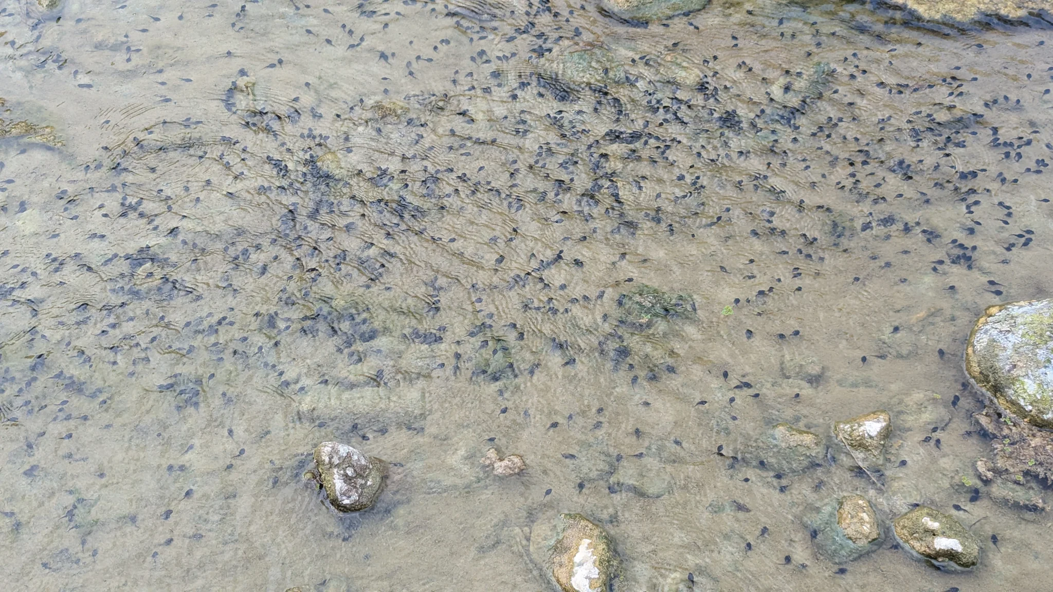 Larvas de aspecto de renacuajo en agua somera. La identificación más precisa sigue sin confirmarse.