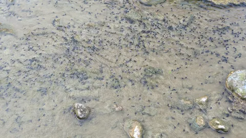 Larvas de aspecto de renacuajo en agua somera. La identificación más precisa sigue sin confirmarse.