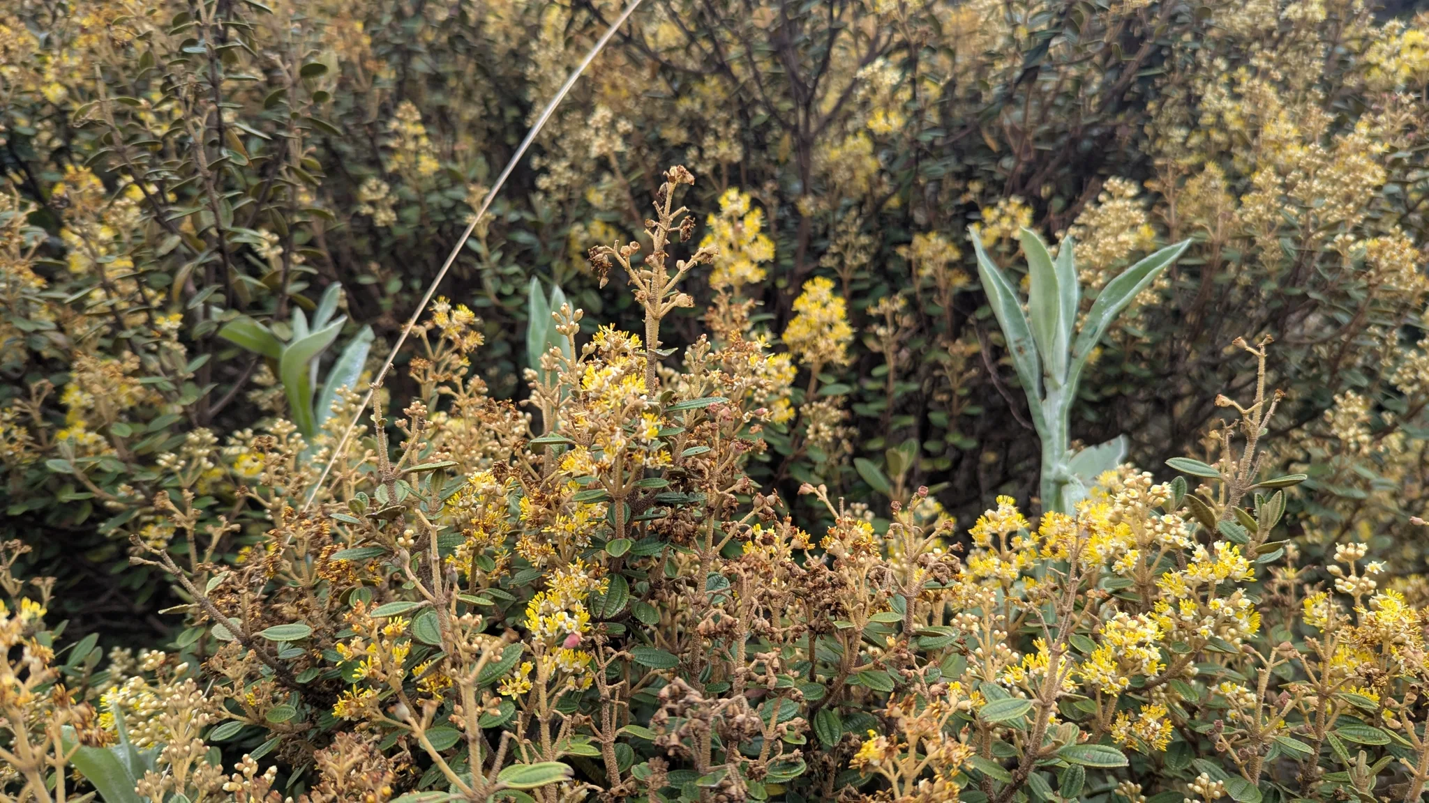Grupos claros de pequeñas flores de Miconia se elevan entre arbustos y plantas de páramo.
