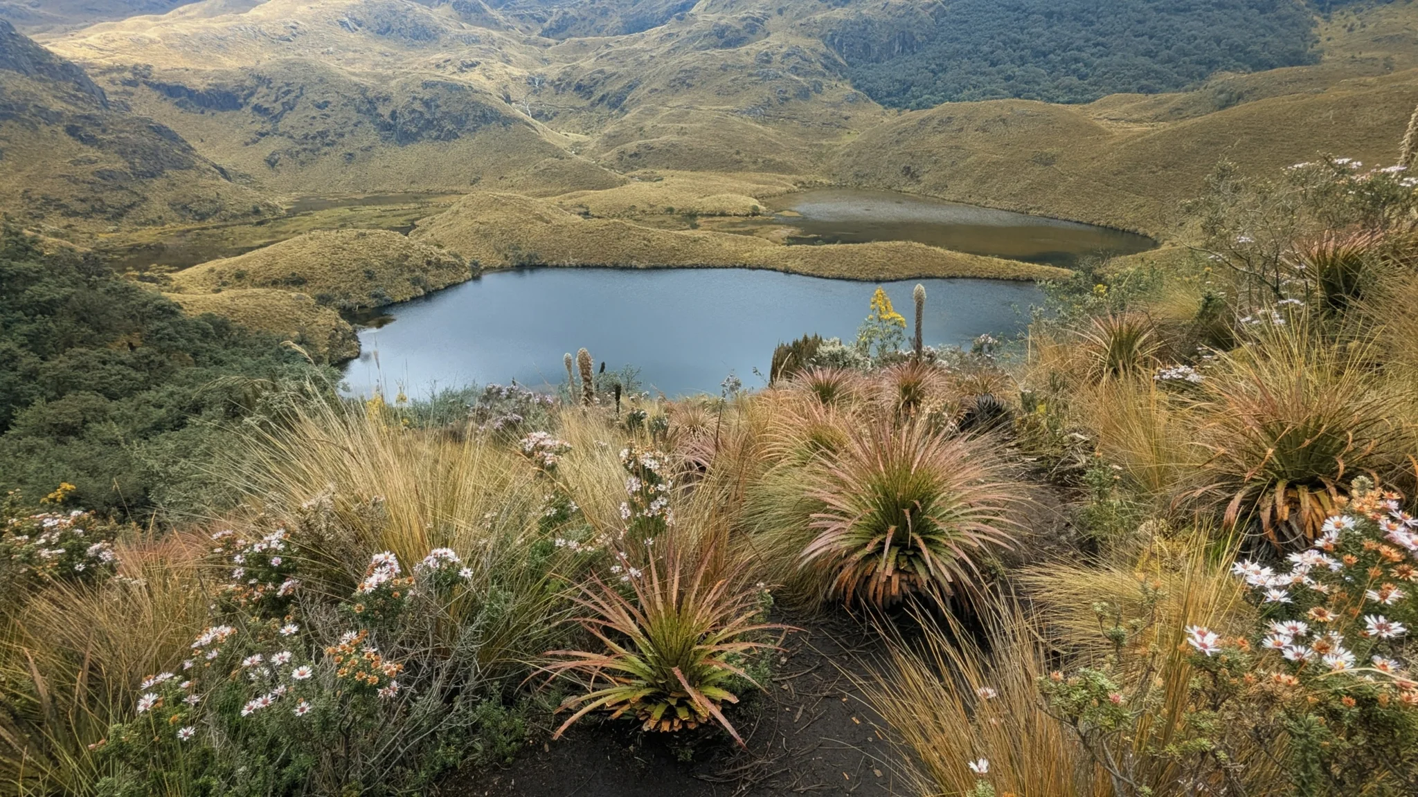 Una laguna enmarcada por rosetas de páramo