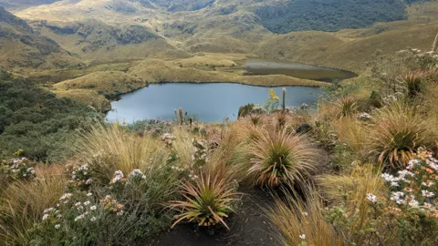 Una laguna enmarcada por rosetas de páramo