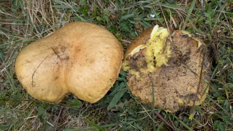 Hongos Suillus marrones yacen entre hierba y restos de pino; un ejemplar dañado deja ver una superficie amarilla de poros, similar a una esponja.