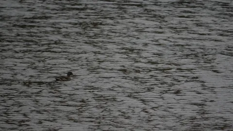 Un ave acuática pequeña sobre agua ondulada