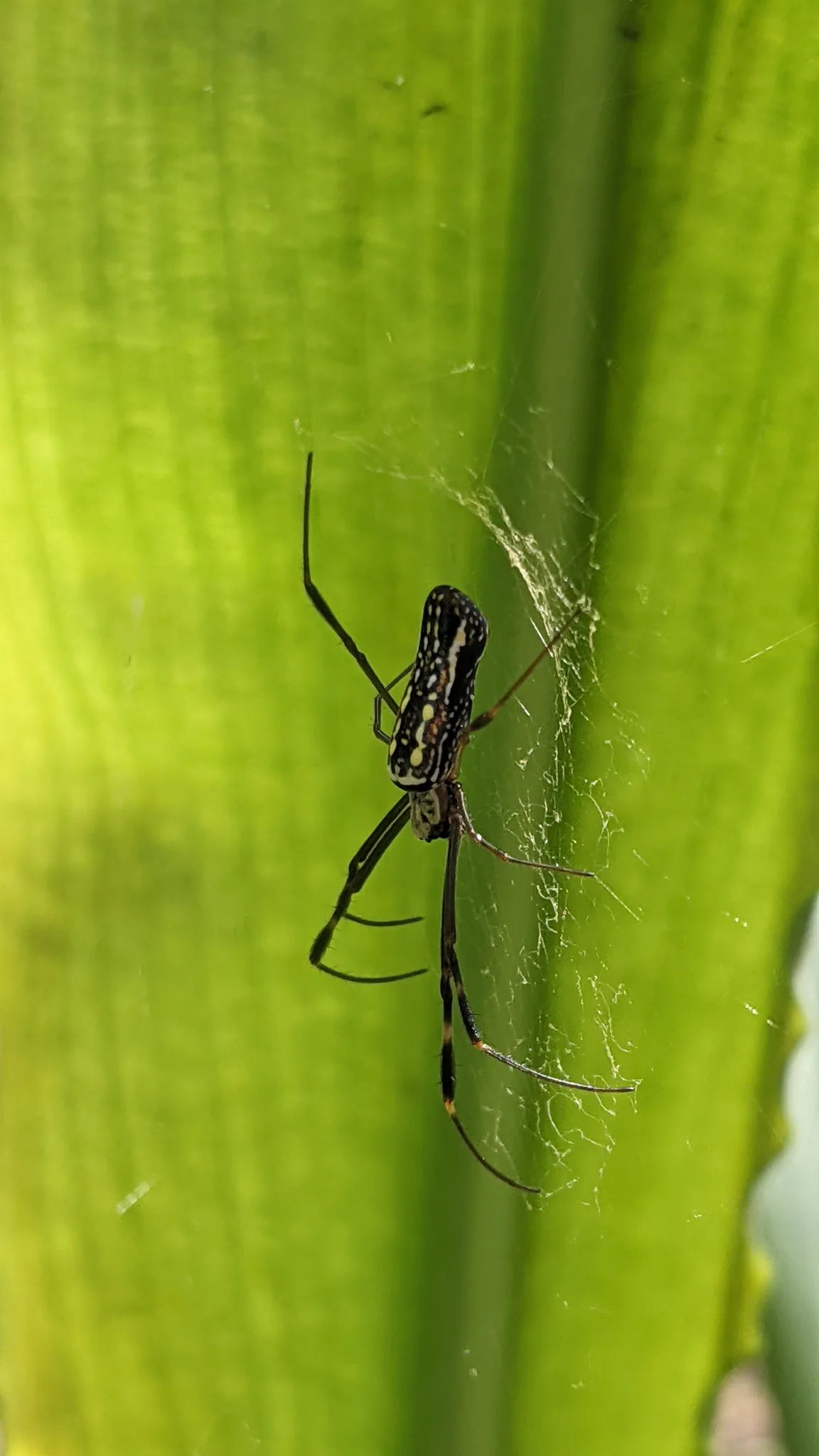 Insecto de patas largas en una hoja. La identificación más precisa sigue sin confirmarse.