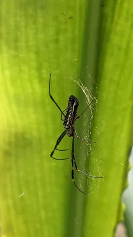 Insecto de patas largas en una hoja. La identificación más precisa sigue sin confirmarse.