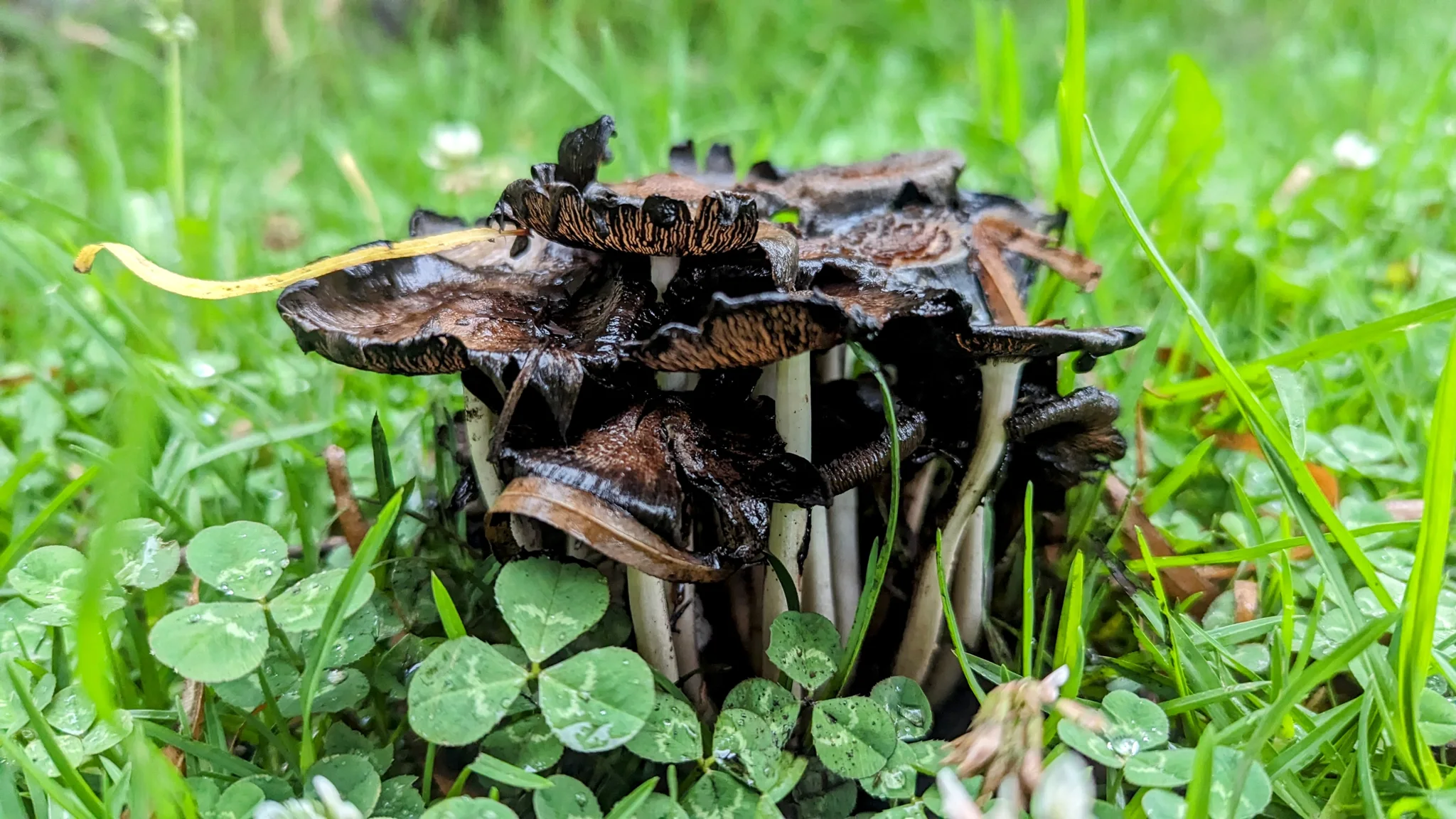 Hongos oscuros entre plantas bajas. La identificación más precisa sigue sin confirmarse.