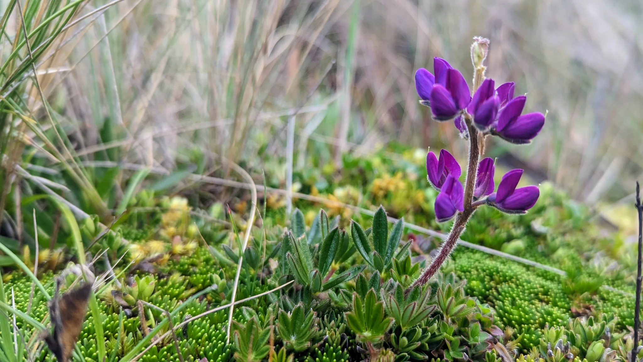 Una flor morada sobre plantas bajas