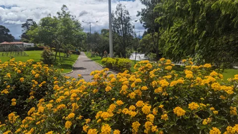 Lantana amarilla junto a una calle.