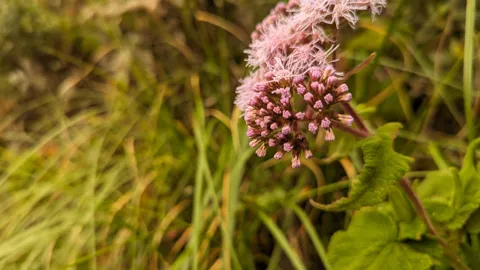 Cabezuelas rosadas de Ageratina.