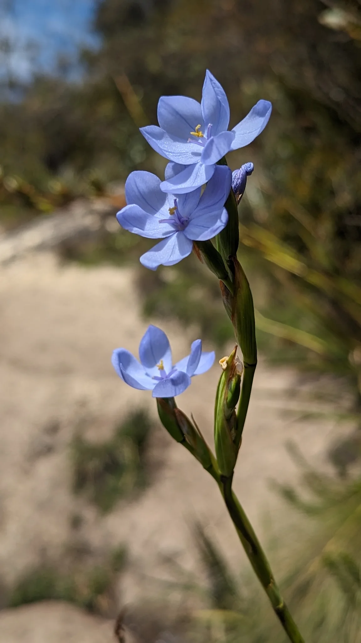 Flores azules con centros dorados