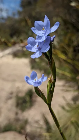 Flores azules con centros dorados