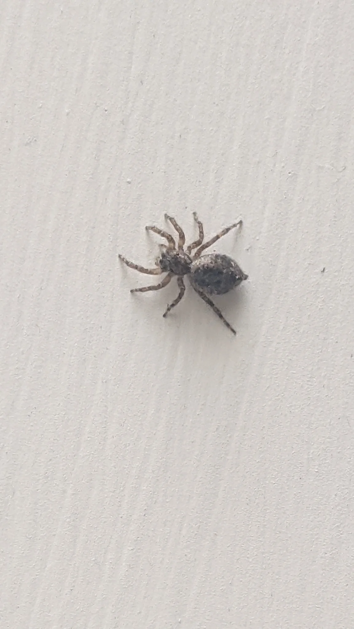 Araña de cuerpo oscuro en una pared. La identificación más precisa sigue sin confirmarse.