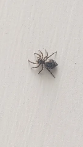 Araña de cuerpo oscuro en una pared. La identificación más precisa sigue sin confirmarse.