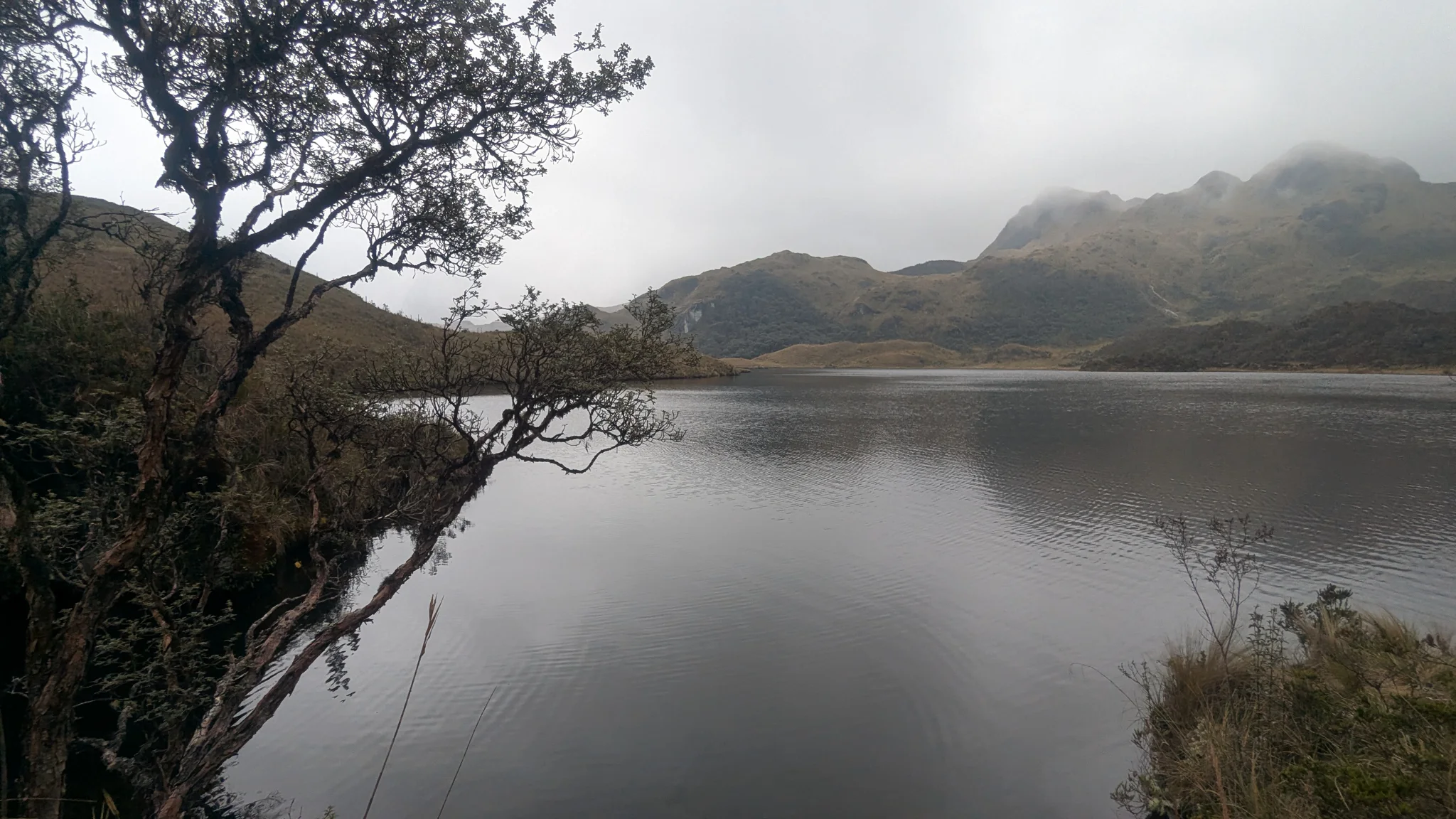 Una laguna tranquila enmarcada por un árbol