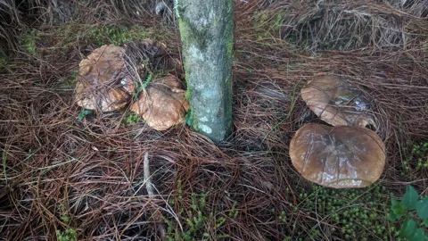 Hongos marrones al pie de un árbol. La identificación más precisa sigue sin confirmarse.