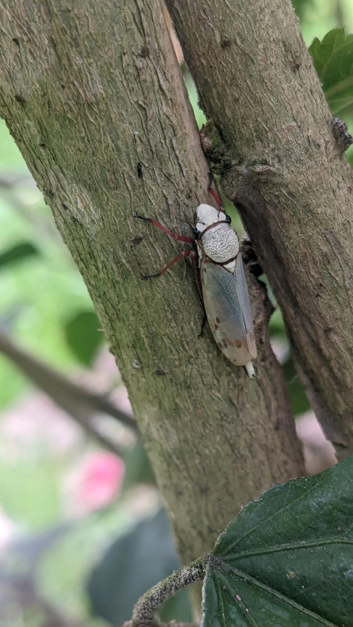 Insecto claro sobre un tronco. La identificación más precisa sigue sin confirmarse.