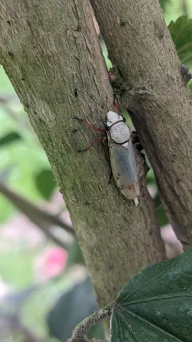 Insecto claro sobre un tronco. La identificación más precisa sigue sin confirmarse.