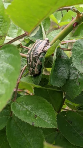 Insecto junto a un tallo con hojas. La identificación más precisa sigue sin confirmarse.