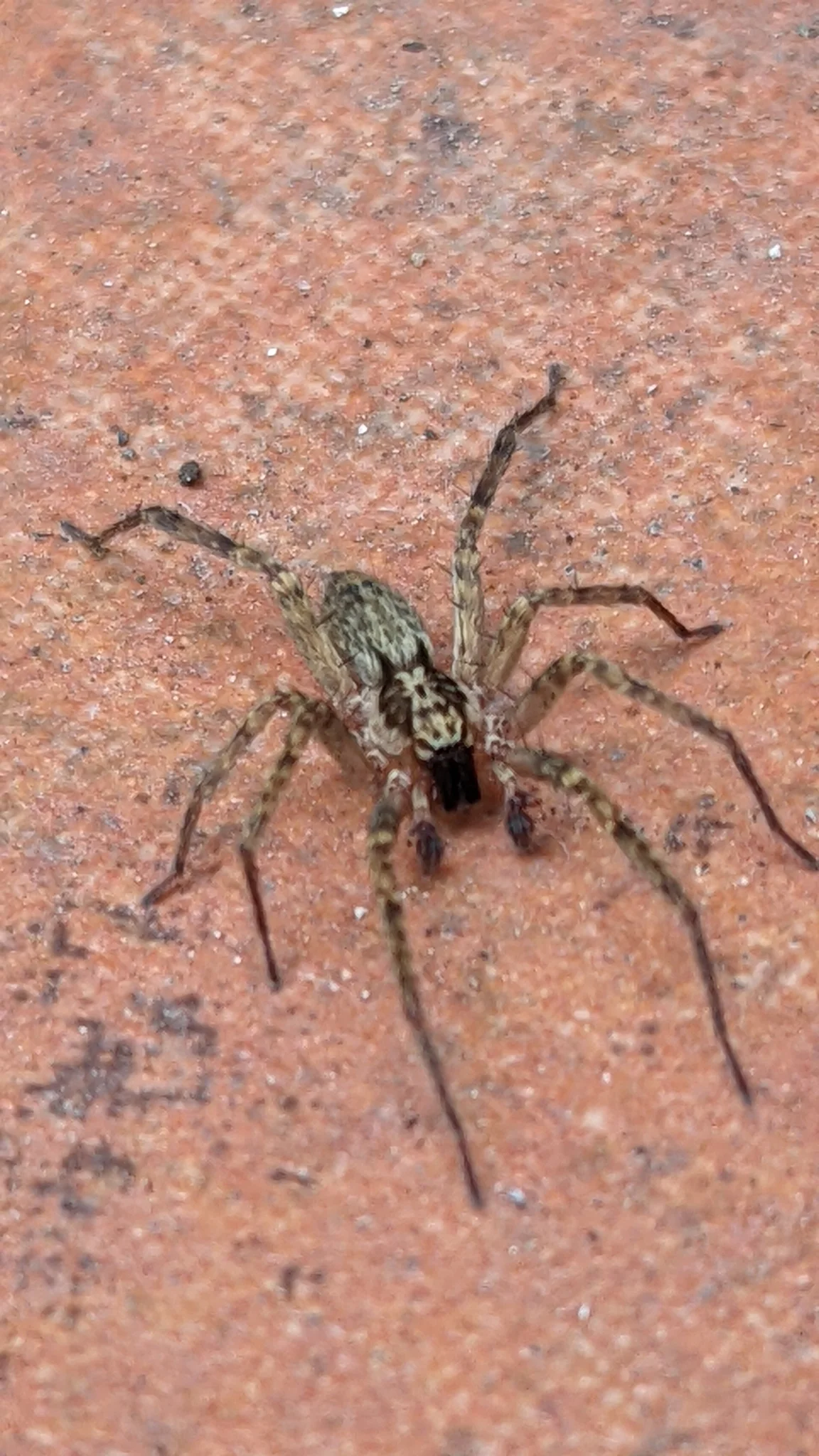 Araña rayada sobre una pared rojiza. La identificación más precisa sigue sin confirmarse.