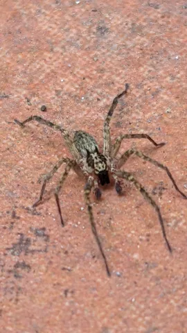 Araña rayada sobre una pared rojiza. La identificación más precisa sigue sin confirmarse.