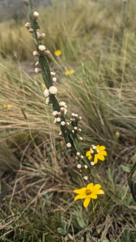 Cabezuela amarilla en un tallo alto. La identificación más precisa sigue sin confirmarse.