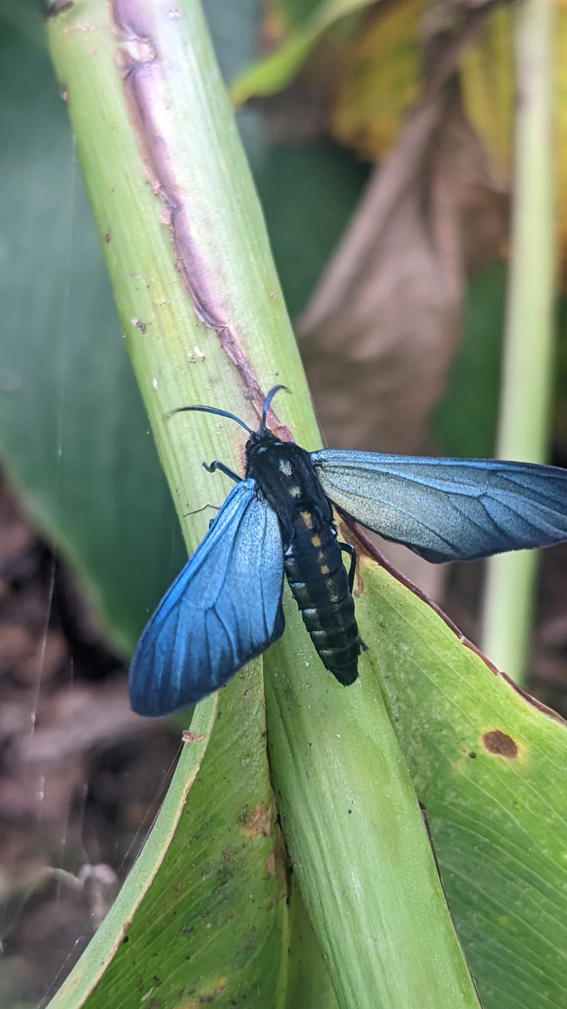 Caballito del diablo de alas azules. La identificación más precisa sigue sin confirmarse.
