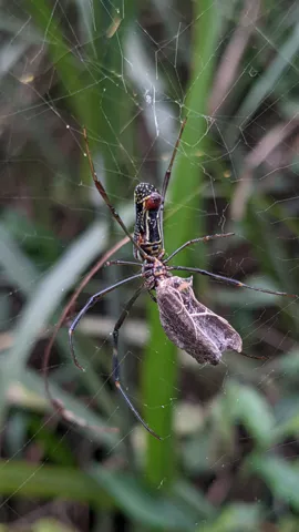 Insecto alado en un tallo de hierba. La identificación más precisa sigue sin confirmarse.