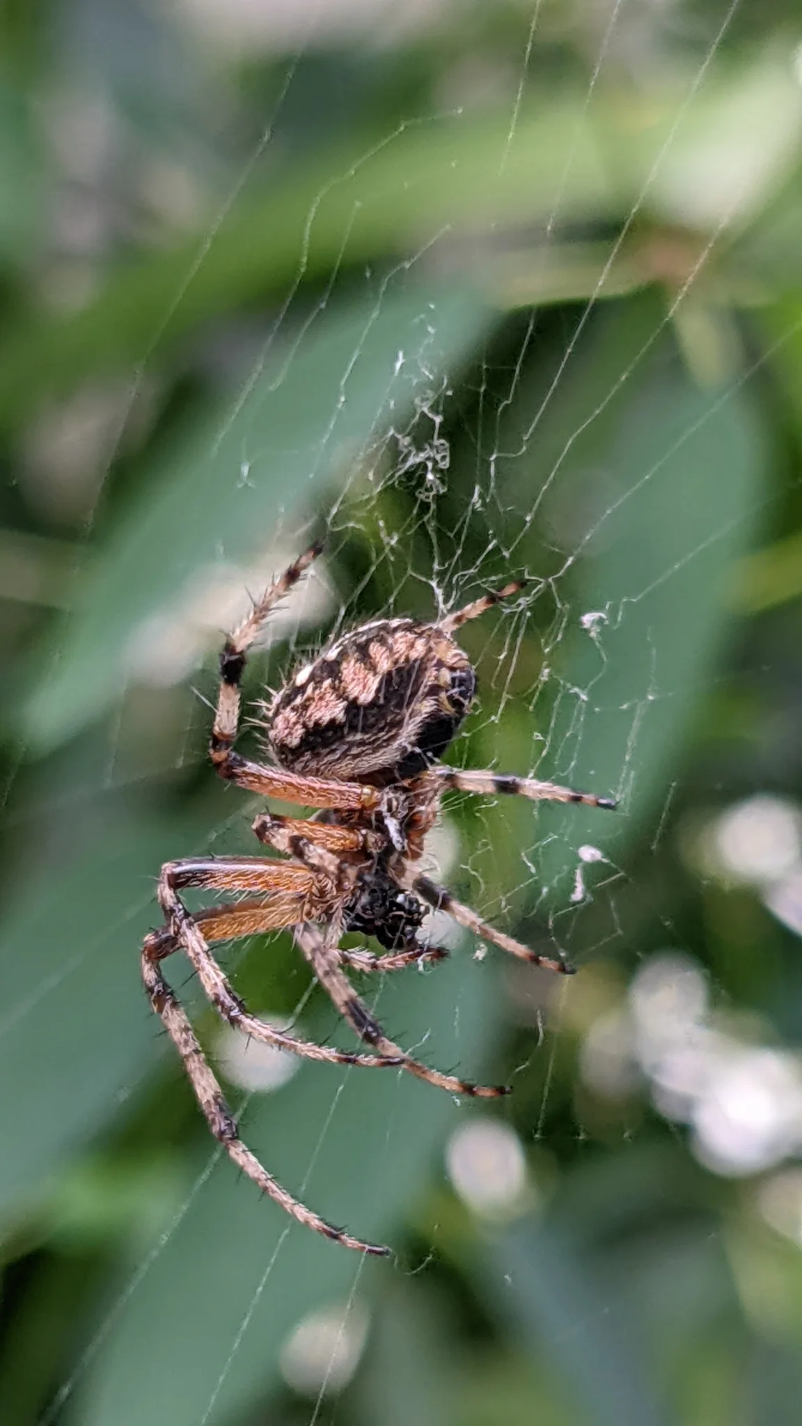 Araña de abdomen moteado en su red. La identificación más precisa sigue sin confirmarse.
