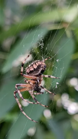 Araña de abdomen moteado en su red. La identificación más precisa sigue sin confirmarse.