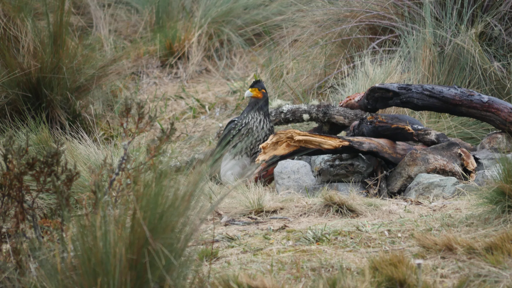 Aves junto a una rama caída
