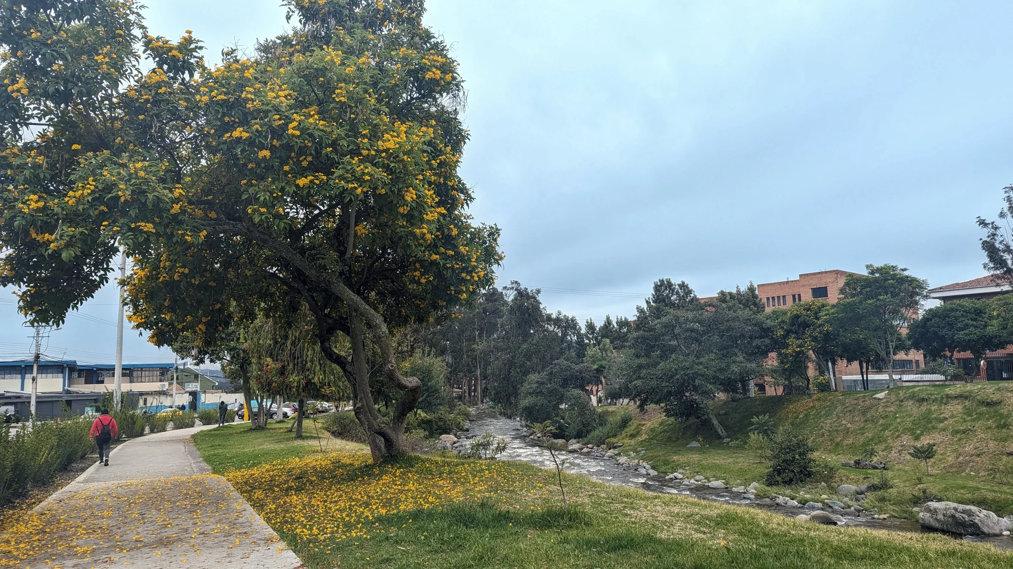 Una ribera verde junto a la ciudad
