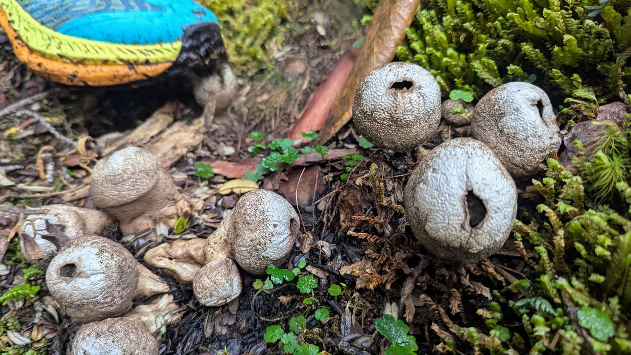 Pequeños hongos de tipo bejín presentan aberturas en su superficie redondeada sobre un talud con musgo. El género y la especie siguen sin resolverse.