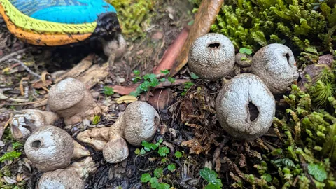 Pequeños hongos de tipo bejín presentan aberturas en su superficie redondeada sobre un talud con musgo. El género y la especie siguen sin resolverse.